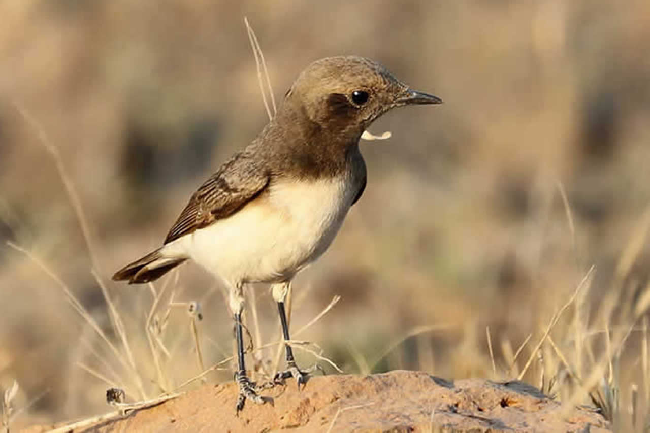 Banni Biodiversity